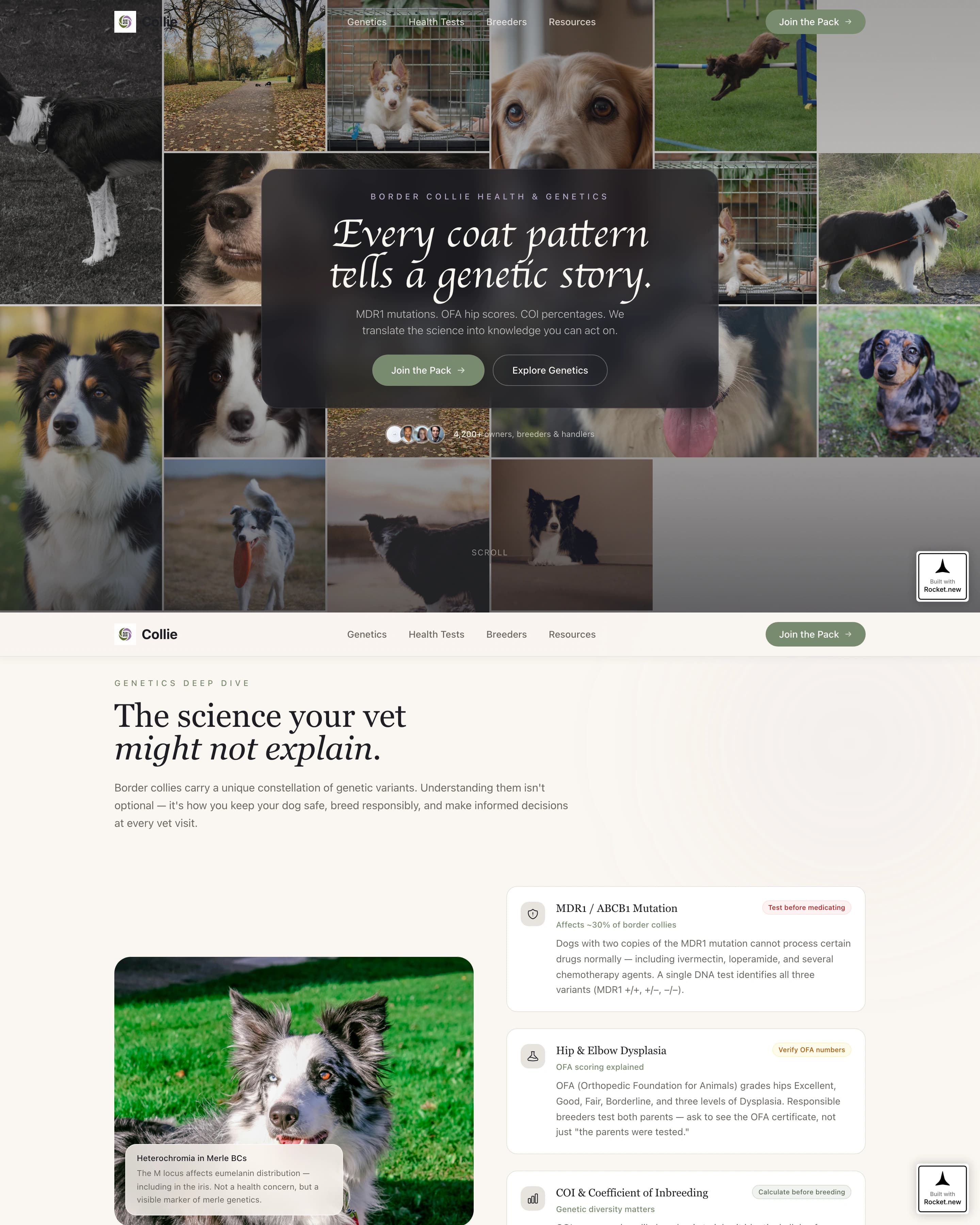 Dog Advanced Education Website Template