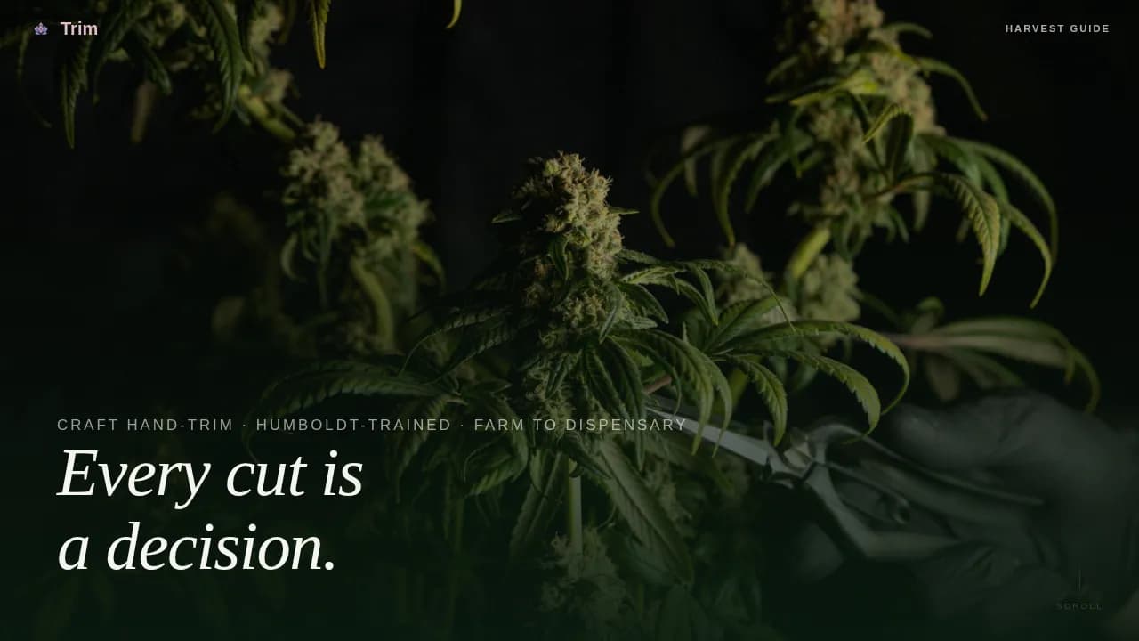 Certified Cannabis Industry Services Professional Website Template