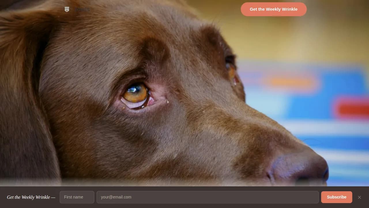 Dog Specialist Blog Website Template