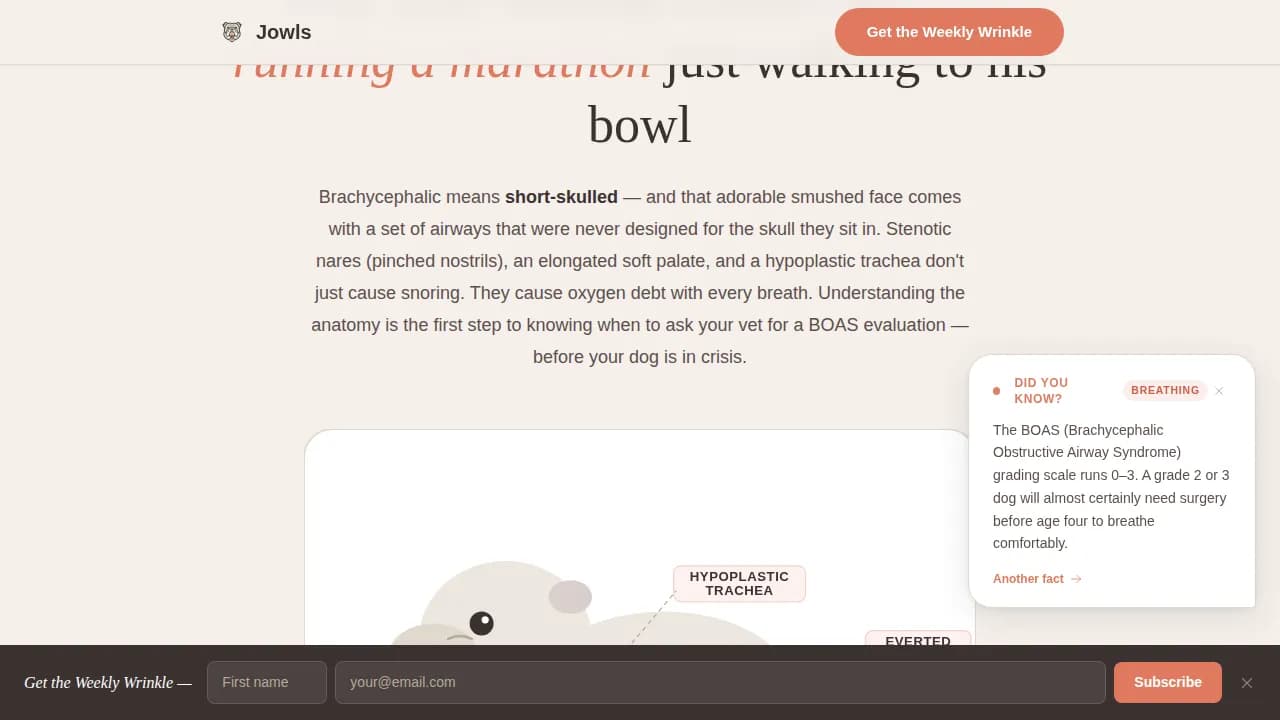 Dog Specialist Blog Website Template