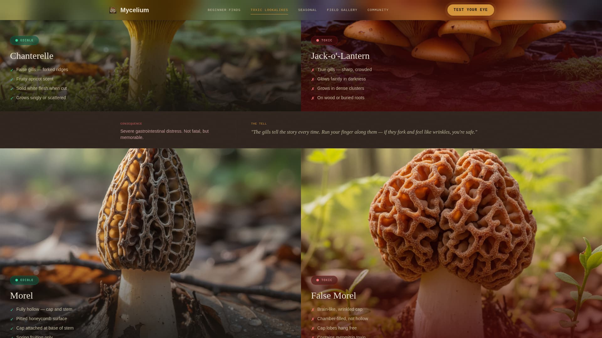 Hobby & Passion Content Blog & Content Website Template