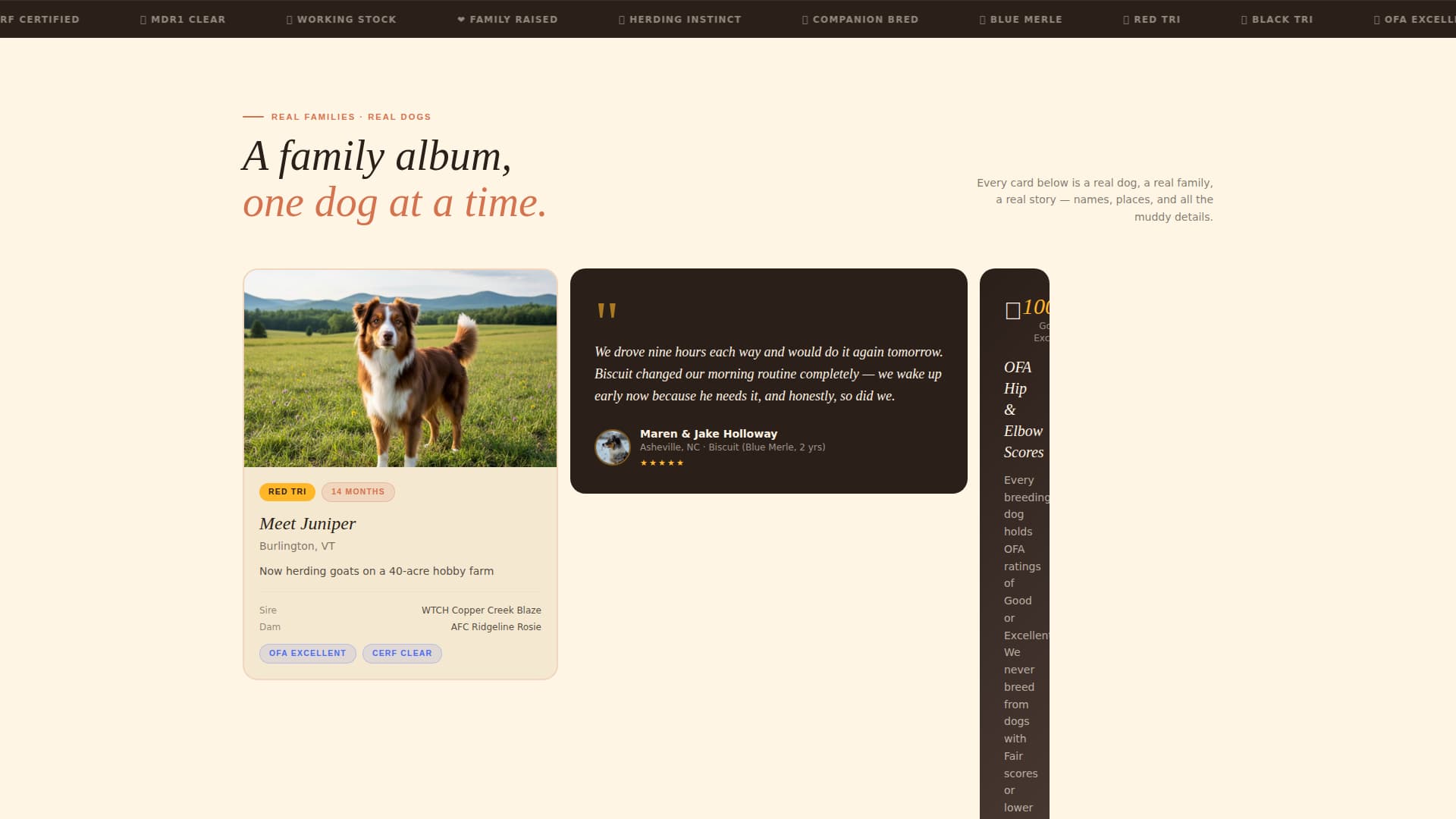Dog Pre-Launch Website Template