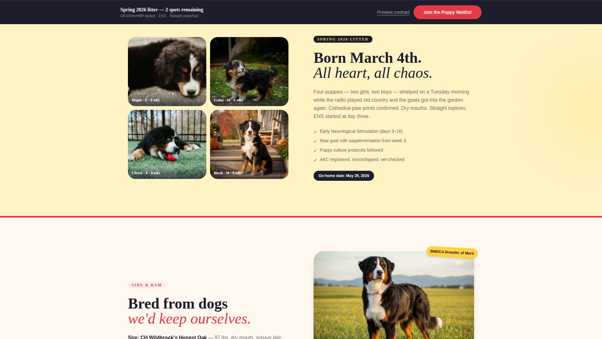 Dog Specialist Pre-Launch Website Template