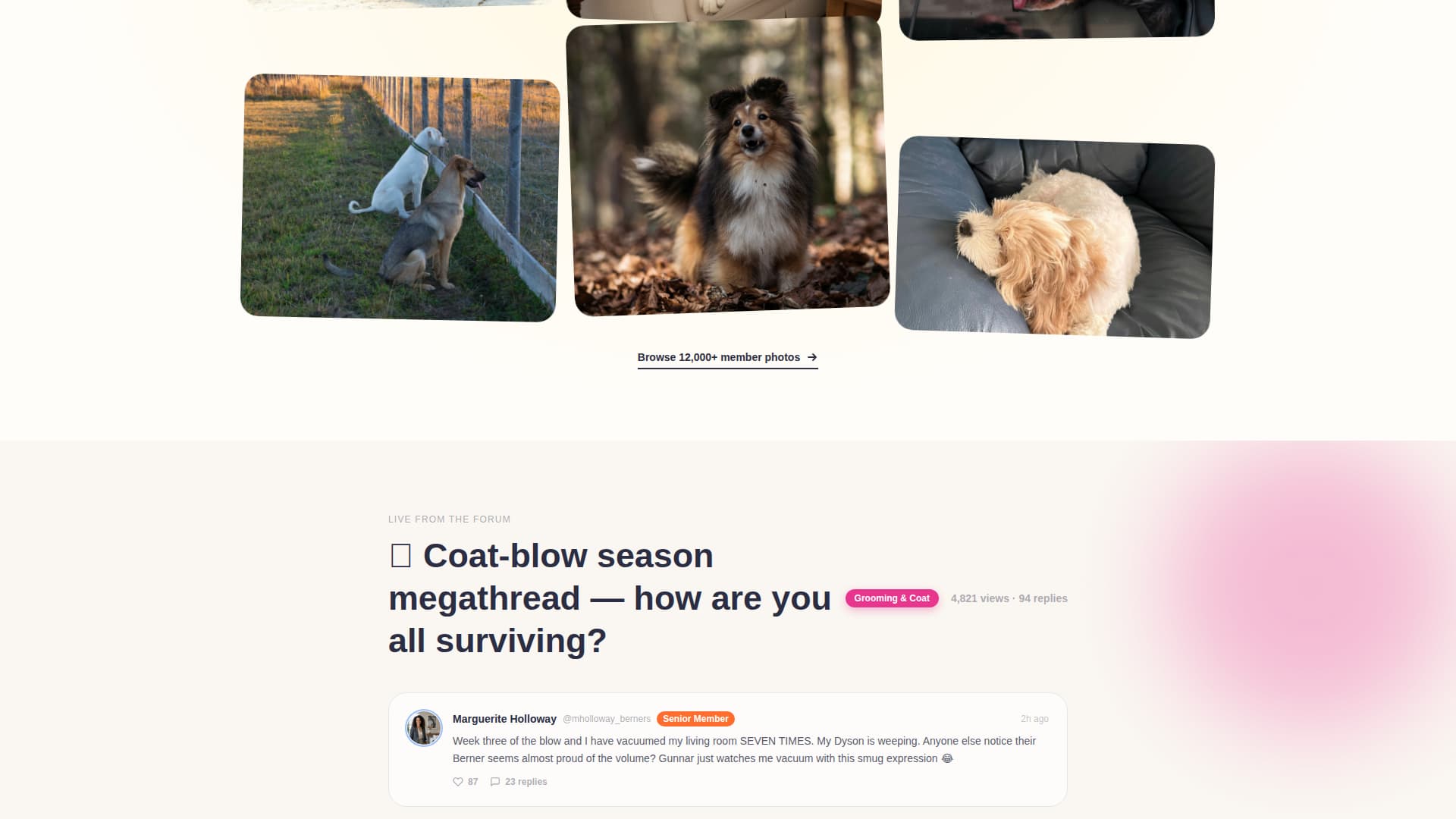 Dog Local Reviews Website Template