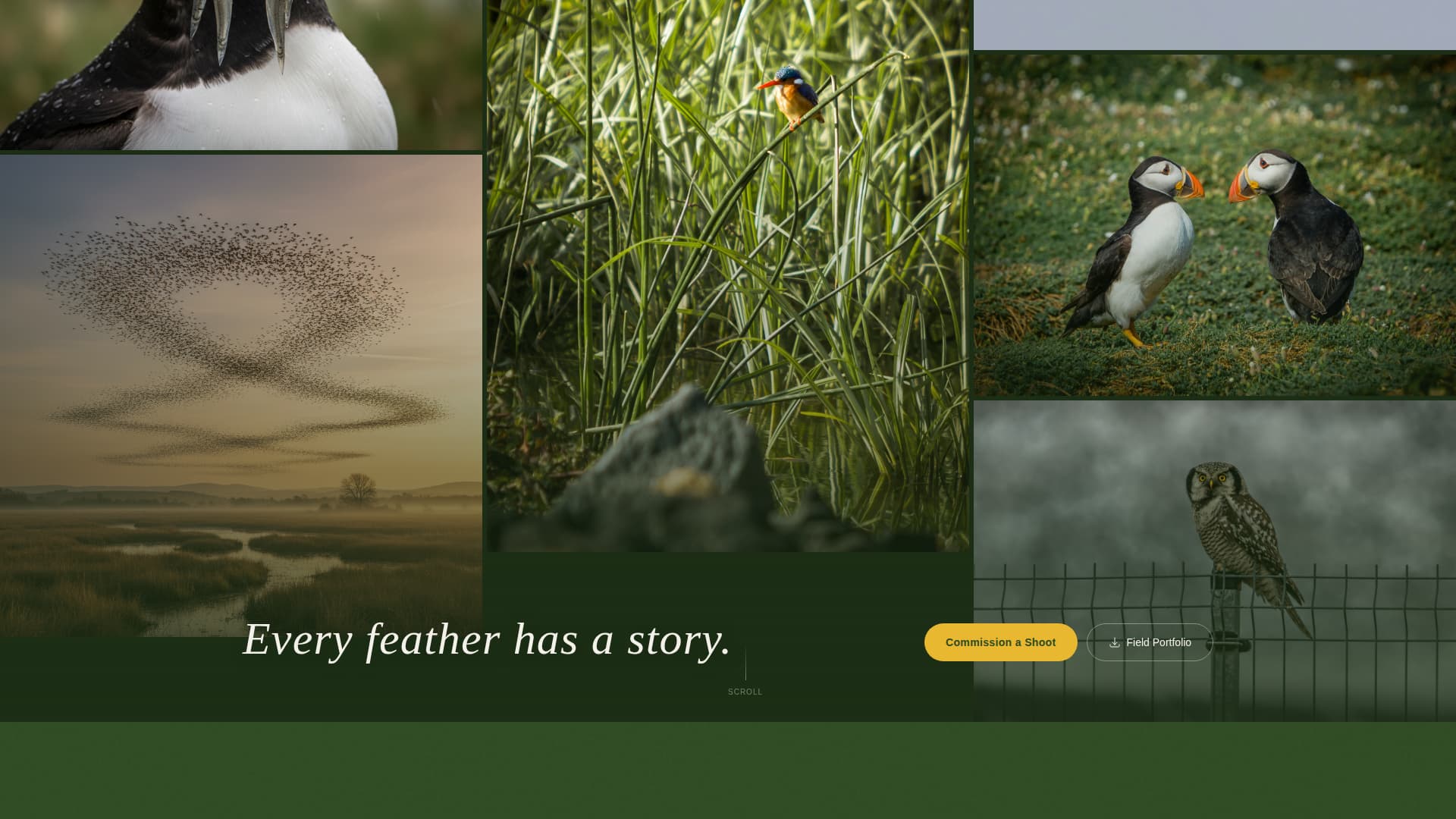 Plumage - Breathtaking Birdphotography Landing Page Template
