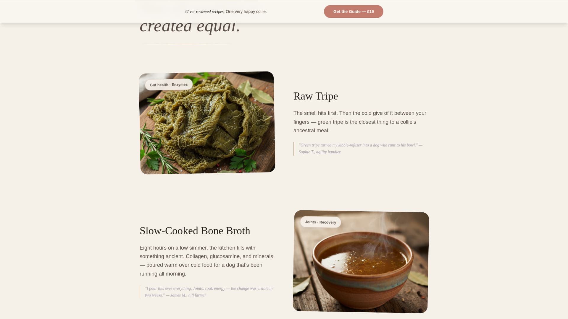 Dog Online Professional Website Template