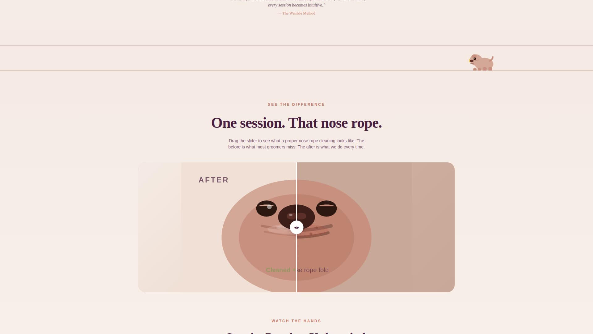 Dog Virtual Booking Website Template