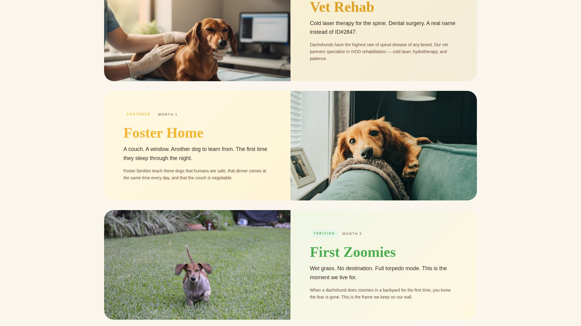 Dog Professional Website Template