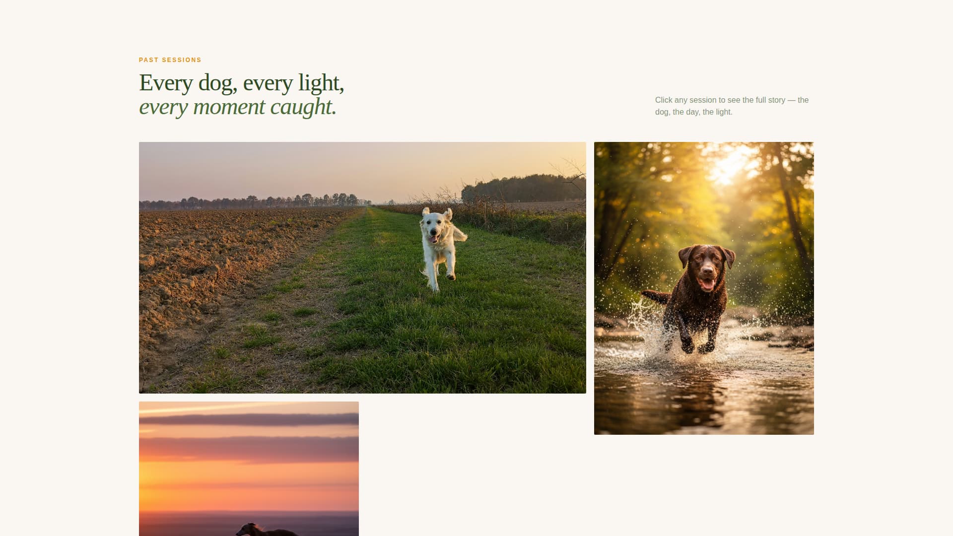 Dog Booking Website Template