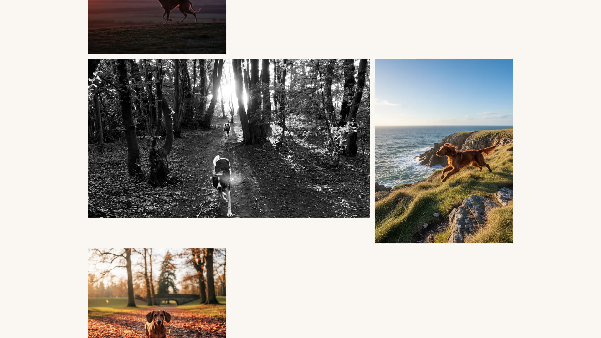 Dog Booking Website Template