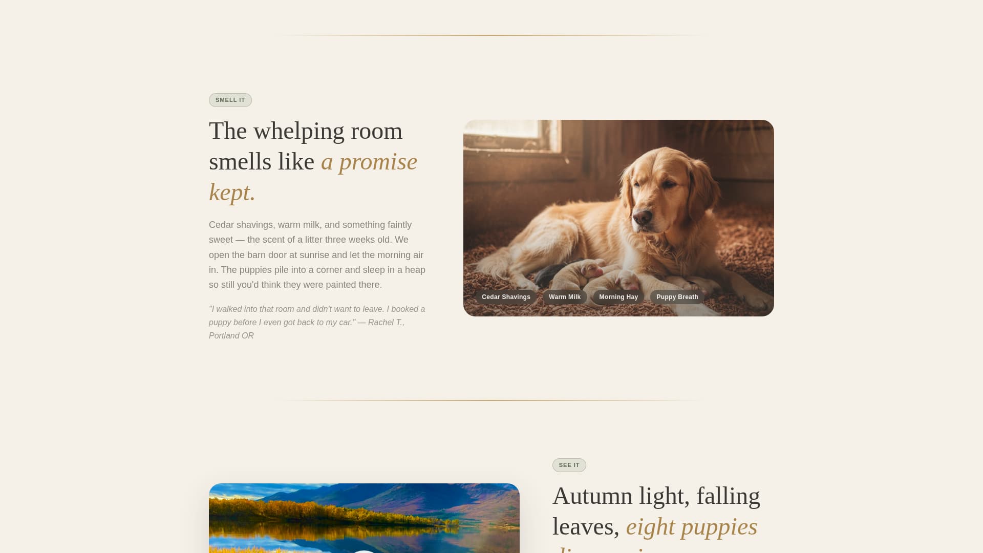 Dog Local Booking Website Template