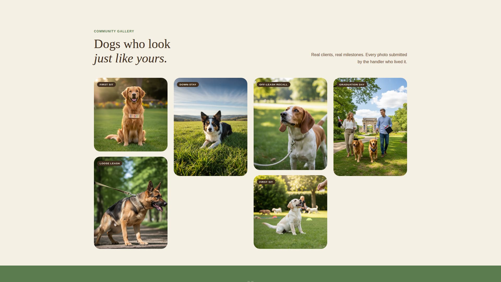 Specialist Pet Training & Behavior Portfolio & Case Study Website Template