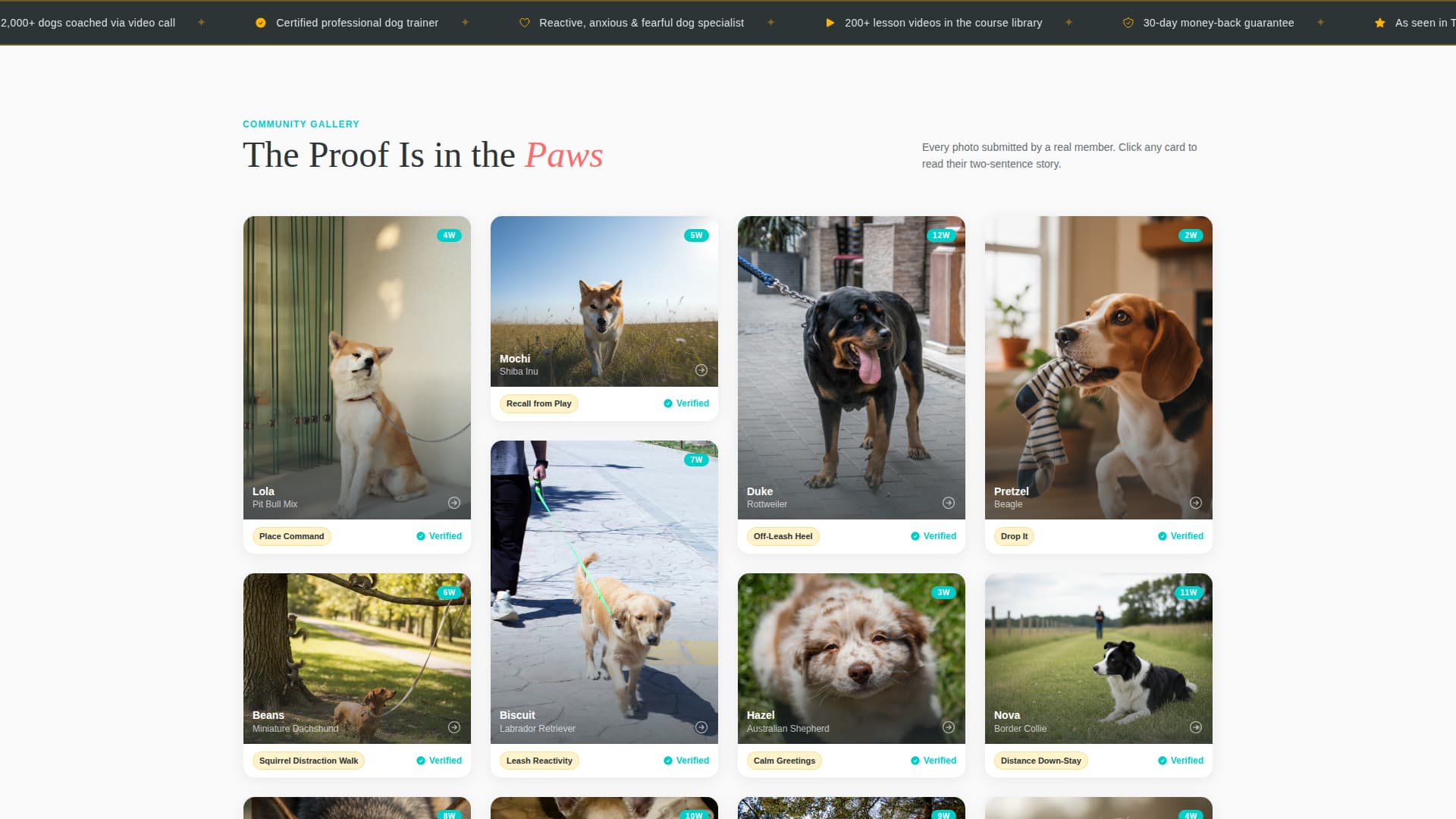 Pet Training & Behavior Portfolio & Case Study Website Template