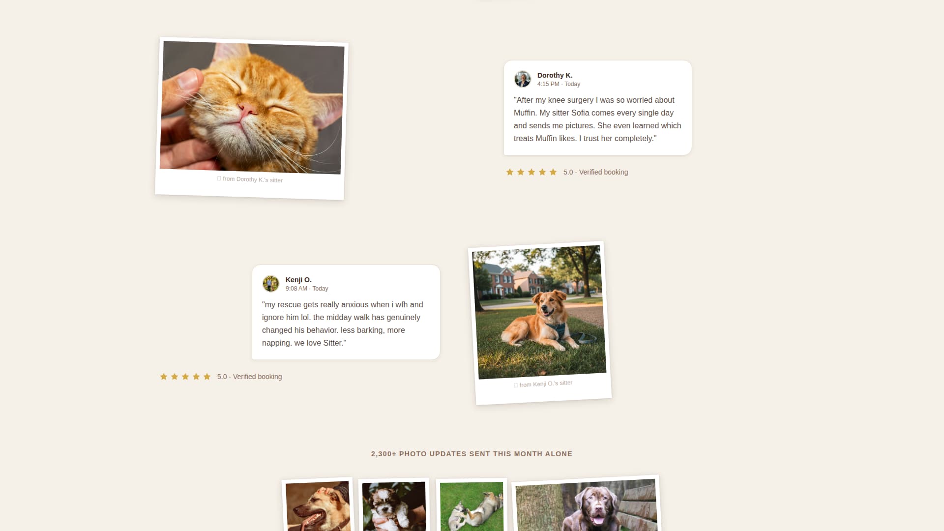 Local Pet Boarding & Daycare Appointment Booking Website Template