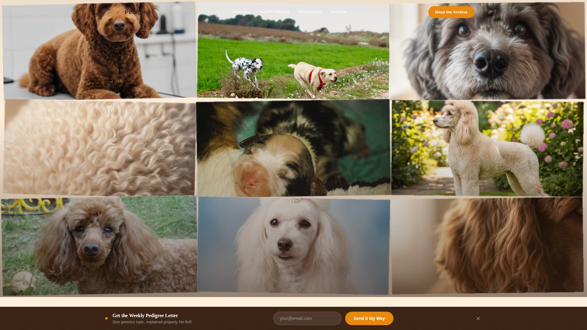 Dog Blog Website Template