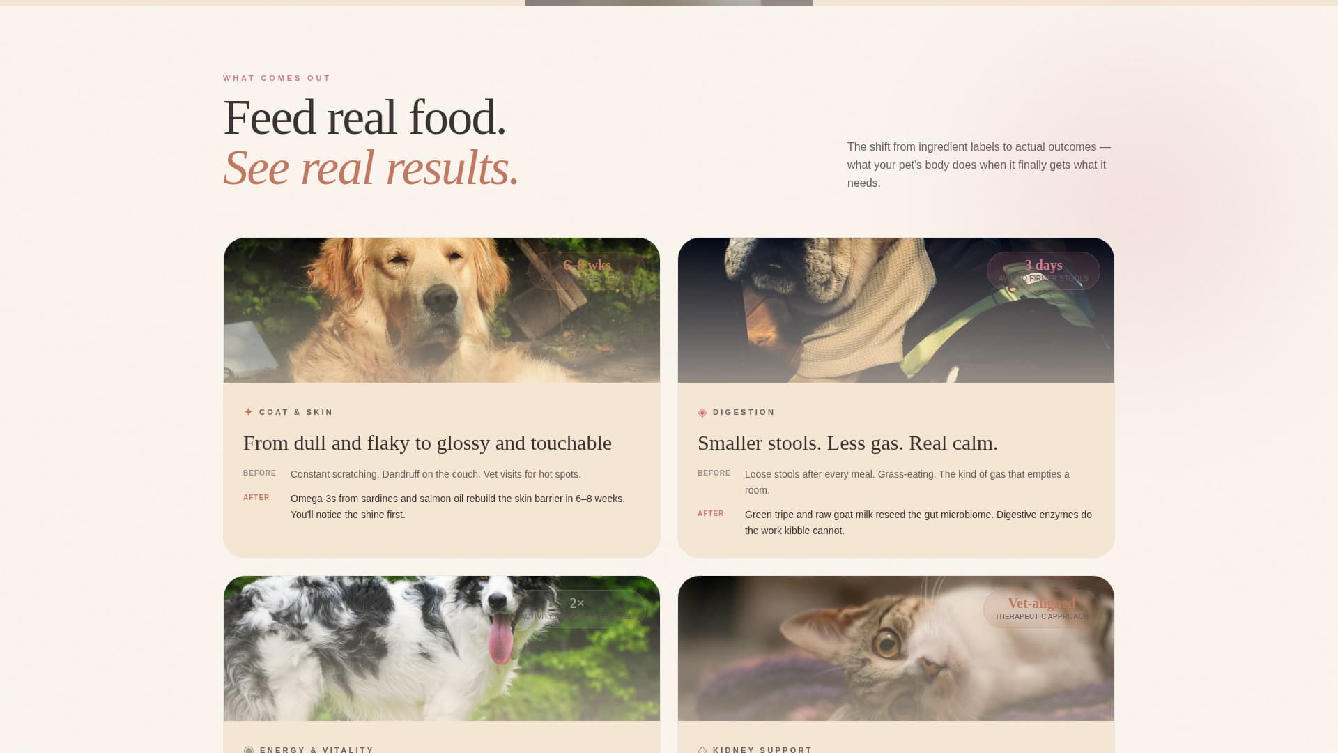 Pet Store & Supply Booking Website Template