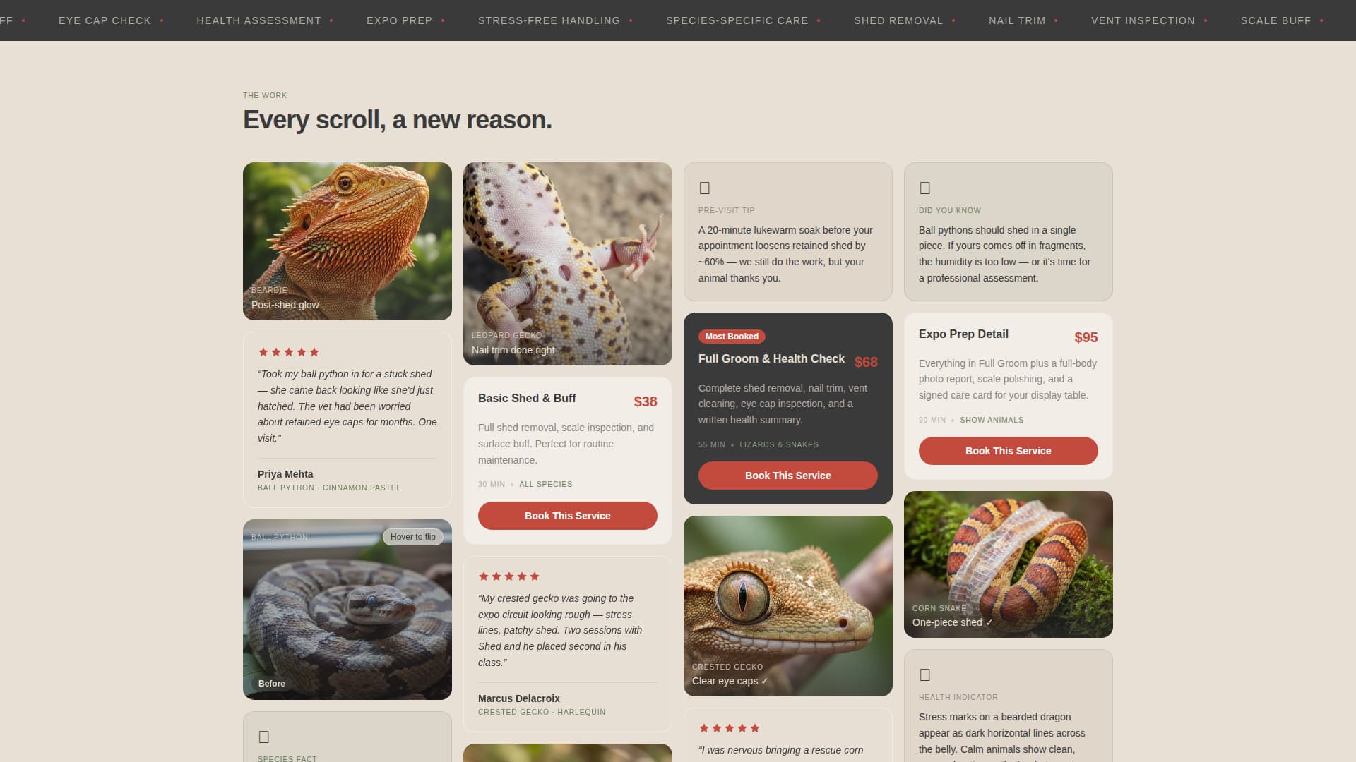 Shed - Serene Reptile Landing Page Template