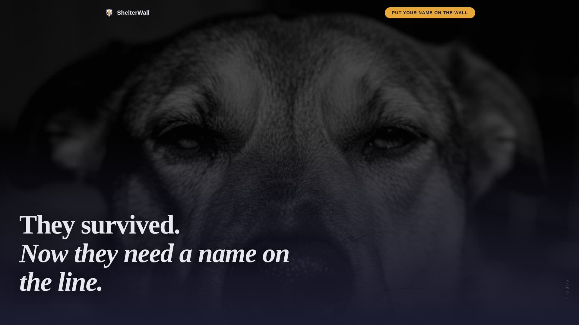 Specialist Charity & Fundraiser Profile Professional Website Template