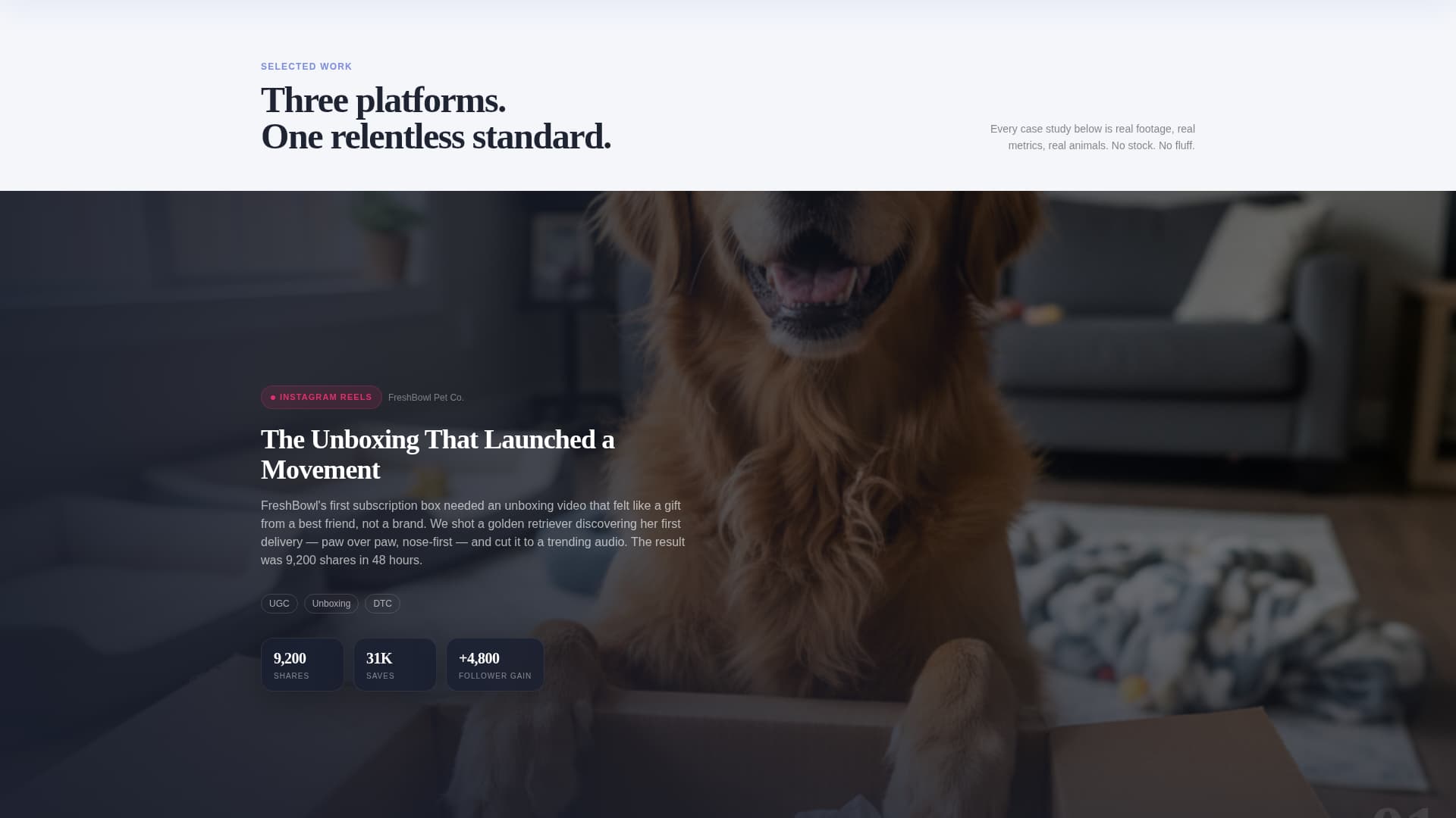 Pet Care Marketing & Agency Complete Portfolio Website Template
